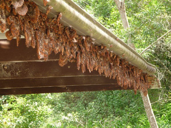 Wasp nests
