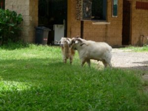 Billy Goats gruff