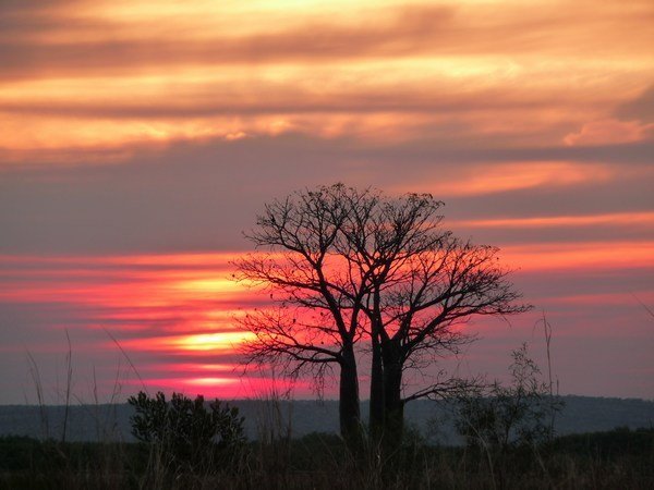 Kimberley boab sunset