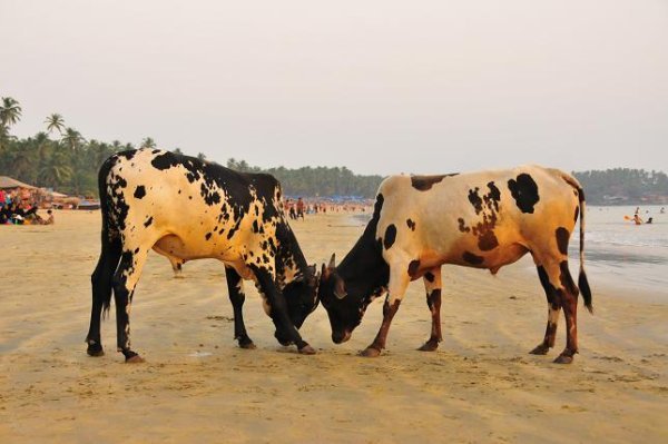 cows 2