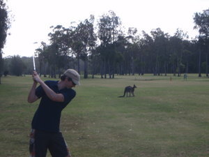 Kangaroos on the golf course