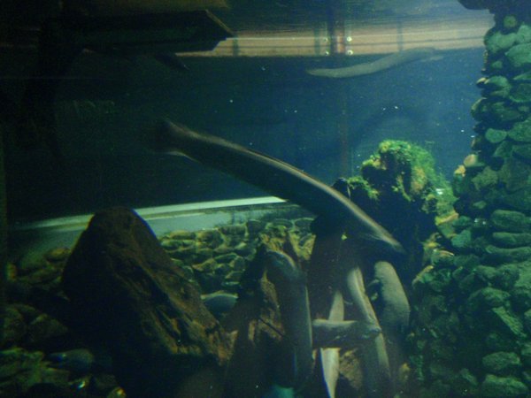 Giant Eels!