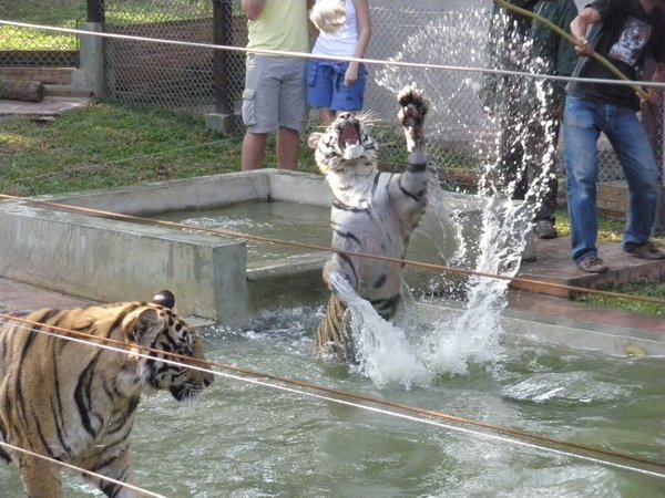 Tigers at play