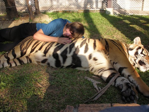 Laying with the Tigers