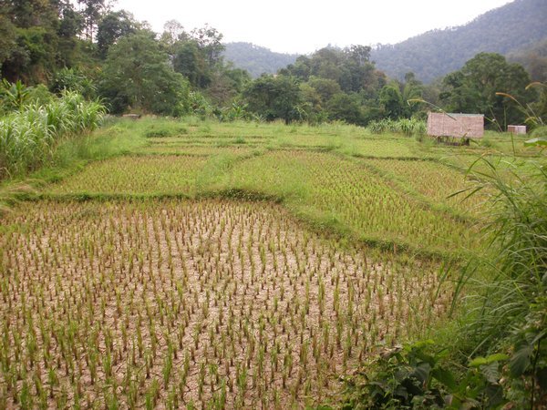 Rice field on trek