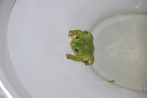 Toilet frog.