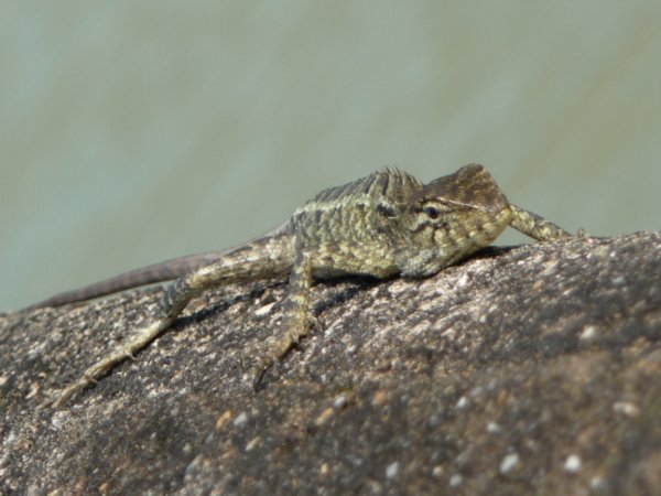 'Dave' the gecko Hue!!