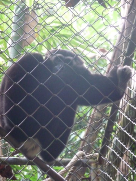 Gibbon!!