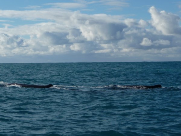 WHALES!!!
