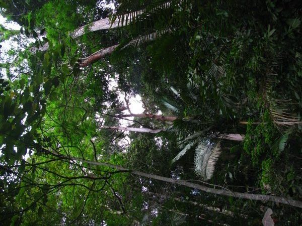 Jungle at Penang Hill