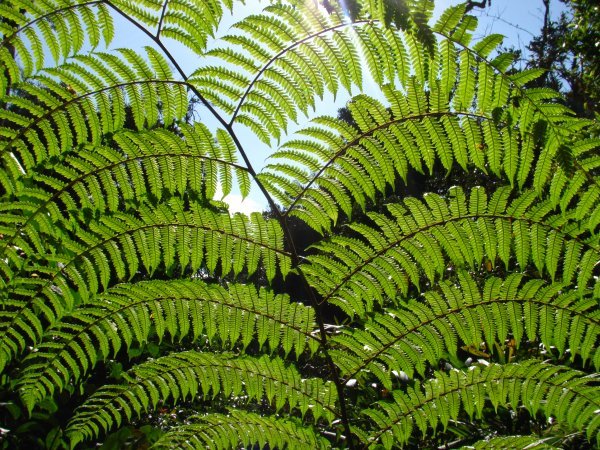 Big plants in the jungle | Photo