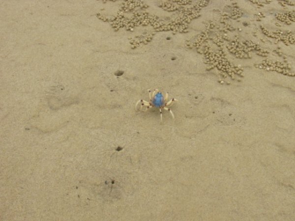 Crab (Byron Bay)