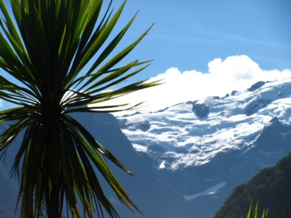That's New Zealand - The palm tree beside the glacier