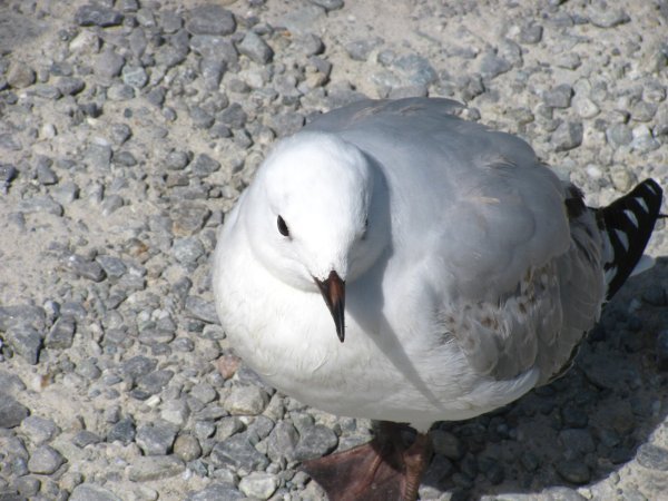 The gull was just looking like "You won't publish another blog entry without me!!"