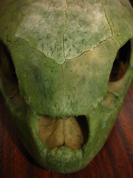 Alien? ...or turtle-skull...