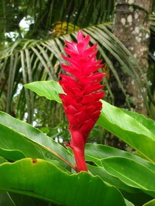 Costa Rican Flora