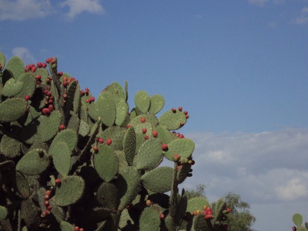 Cactus :)