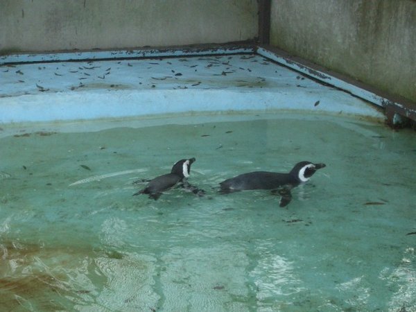 der kleine Pool der Pinguine