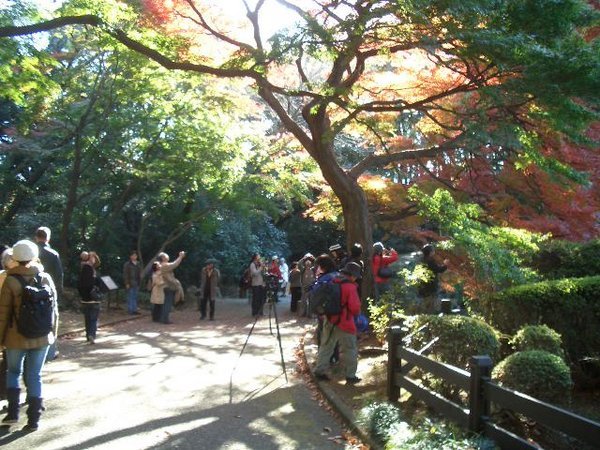 Japaner lieben die Blattfaerbung, deswegen steht dieser Baum gerade im Mittelpunkt
