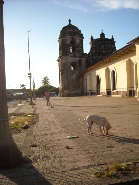 dog and cathedral