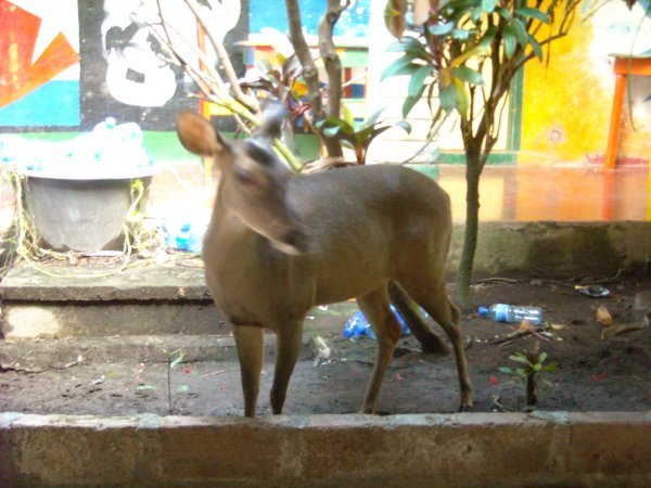 Pet deer at hostel in Moyogalpa
