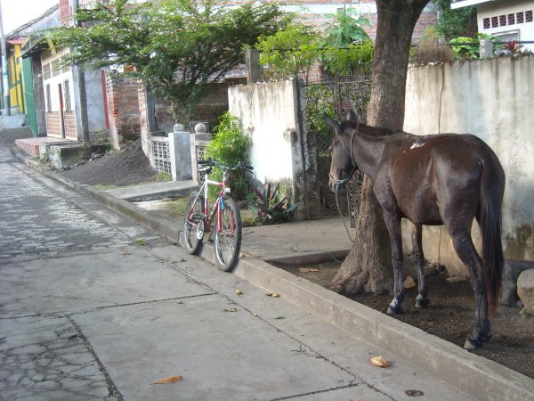 Donkey on side of the road, Moyogalpa