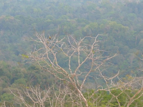 Tree and scarlet macaws, La Bolita