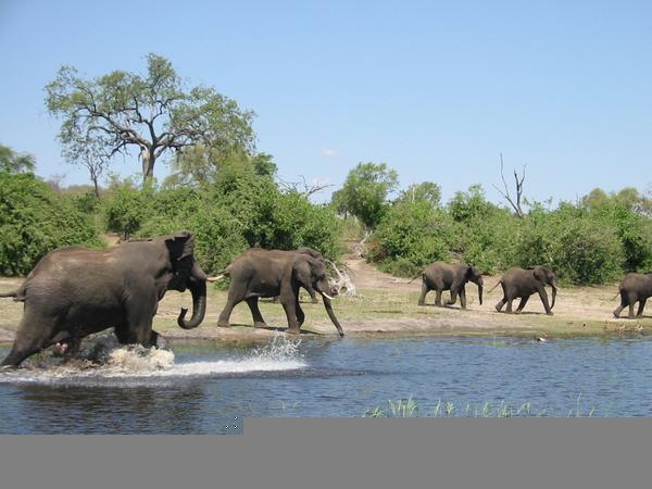 Elephants entering the water