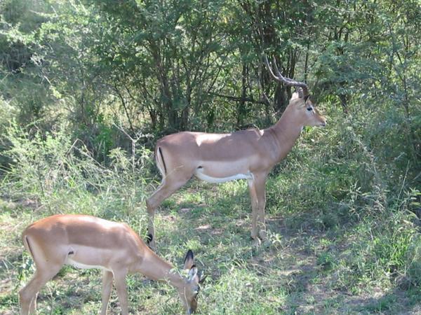 Kudu munching