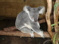 this is the last pic of a koala i promise