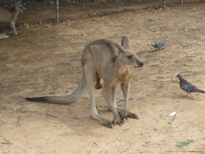 i have a feeling this kangaroo was male