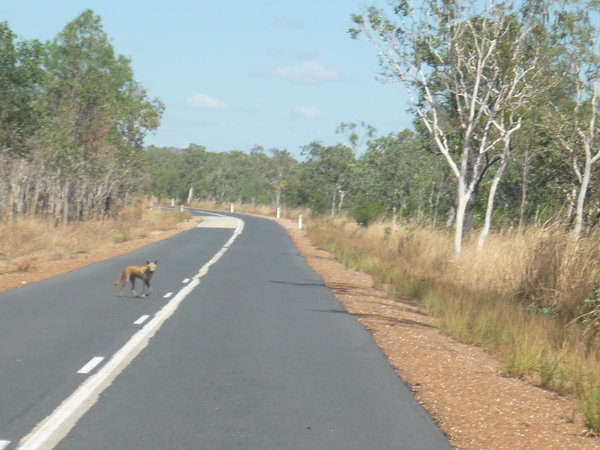dingo crossing the road