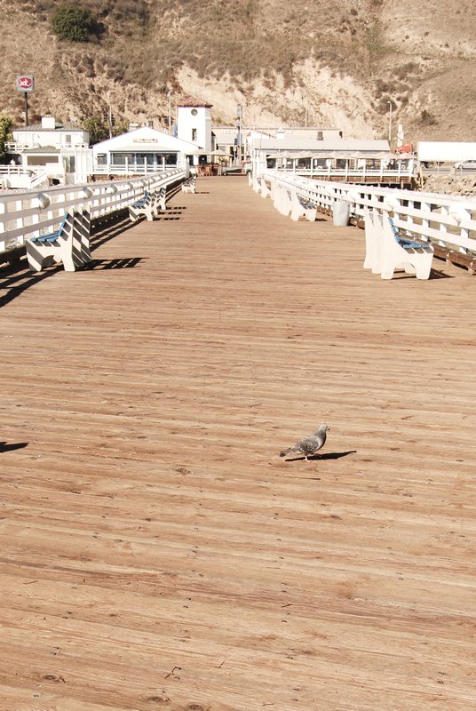 Malibu piers and pigeons