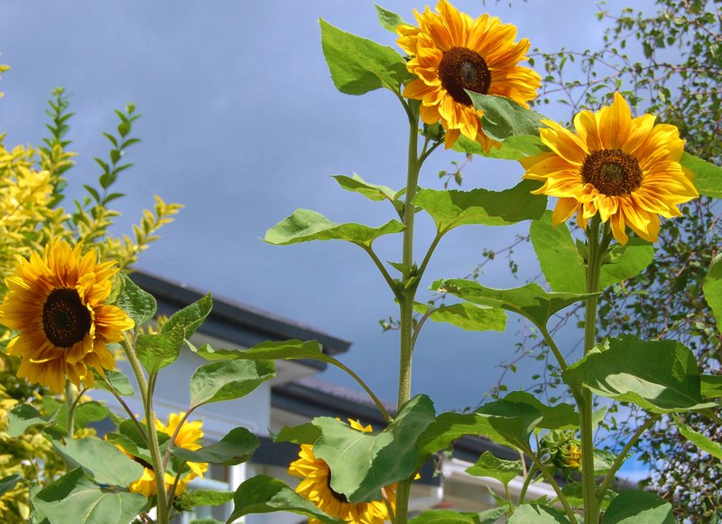Sunshine on a rainy day sunflowers