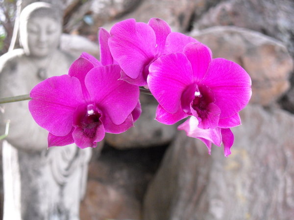 Floral Thais