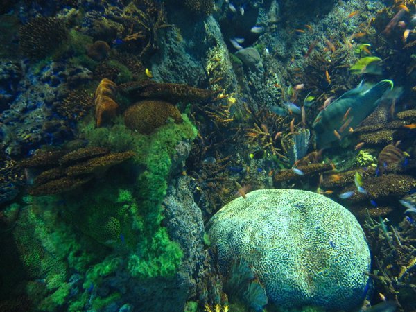Osaka Aquarium