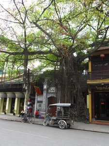 The Old banyan tree