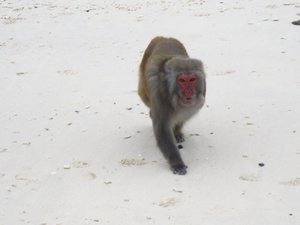 Monkey beach locals 