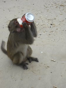 Monkey beach locals 
