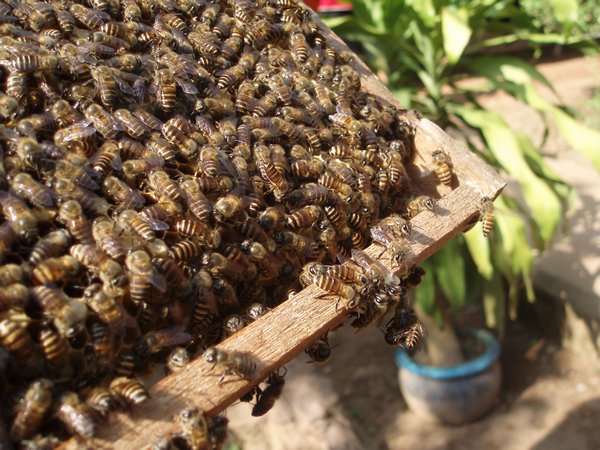 Going bee farming