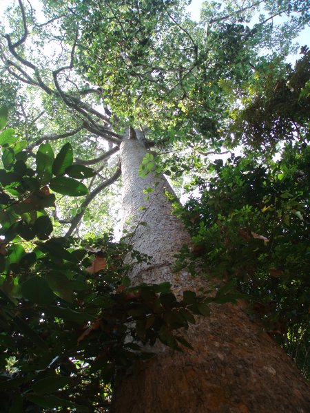 Ta Prohm Trees