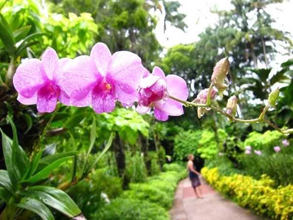 Breath taking Orchids