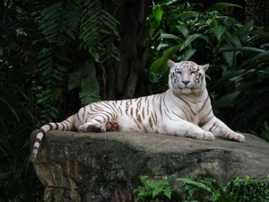 Singapore Zoo sights