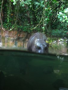 Singapore Zoo sights