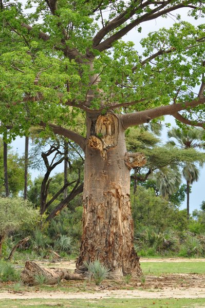 The Kwetsani Baobab