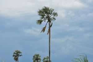 Okavango Palms