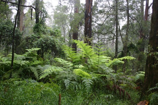 Temperate rainforest around Melbourne | Photo