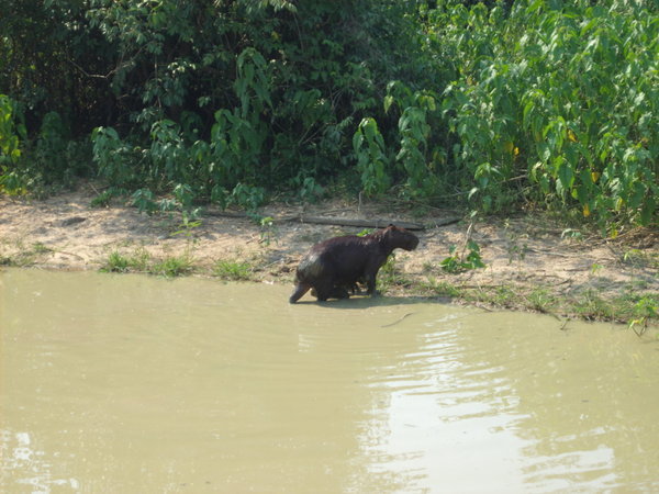 un capybara