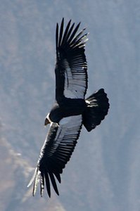 Adult Condor