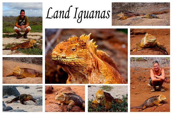 Land Iguanas